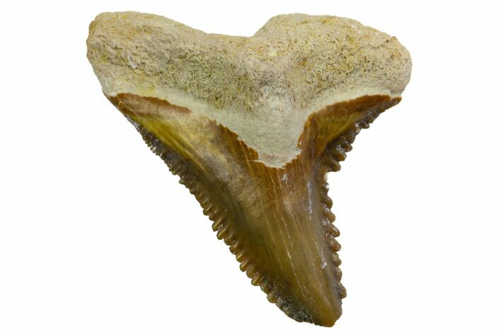 Fossil Shark Tooth (Hemipristis) - Bone Valley, Florida #145130